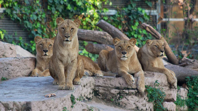 Zoo Barcelona