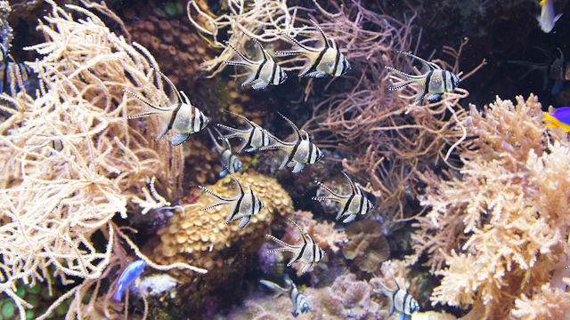 Aquarium Genua