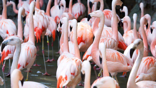 Zoo Atlanta