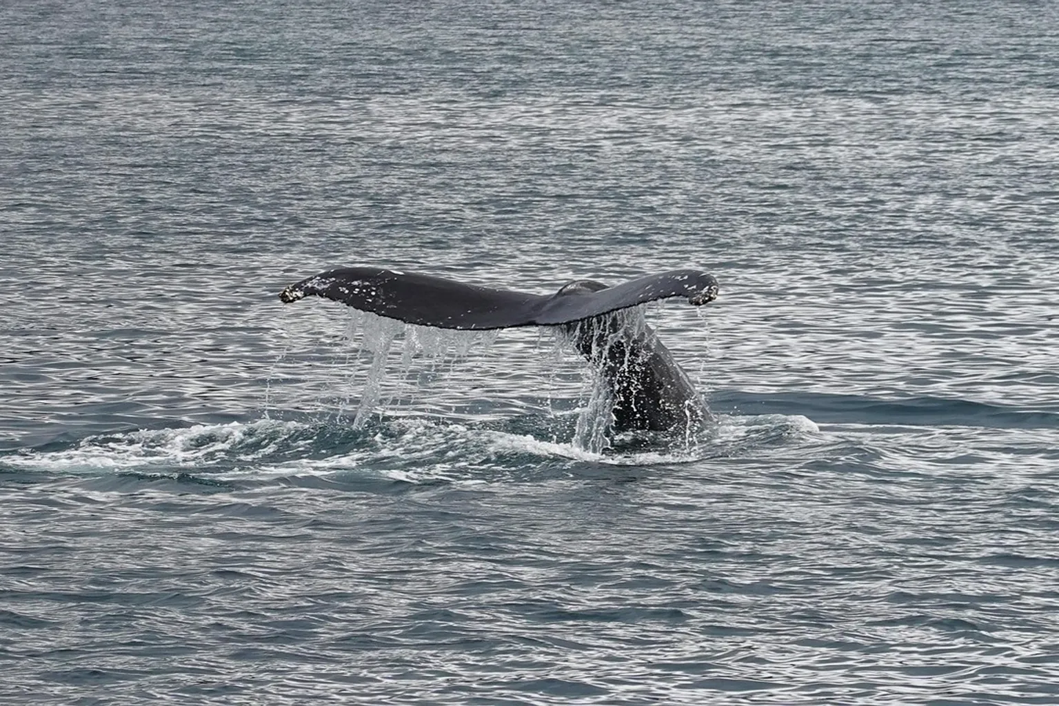 Whales of Iceland Eintritt: Welche Ticket-Optionen lohnen sich?