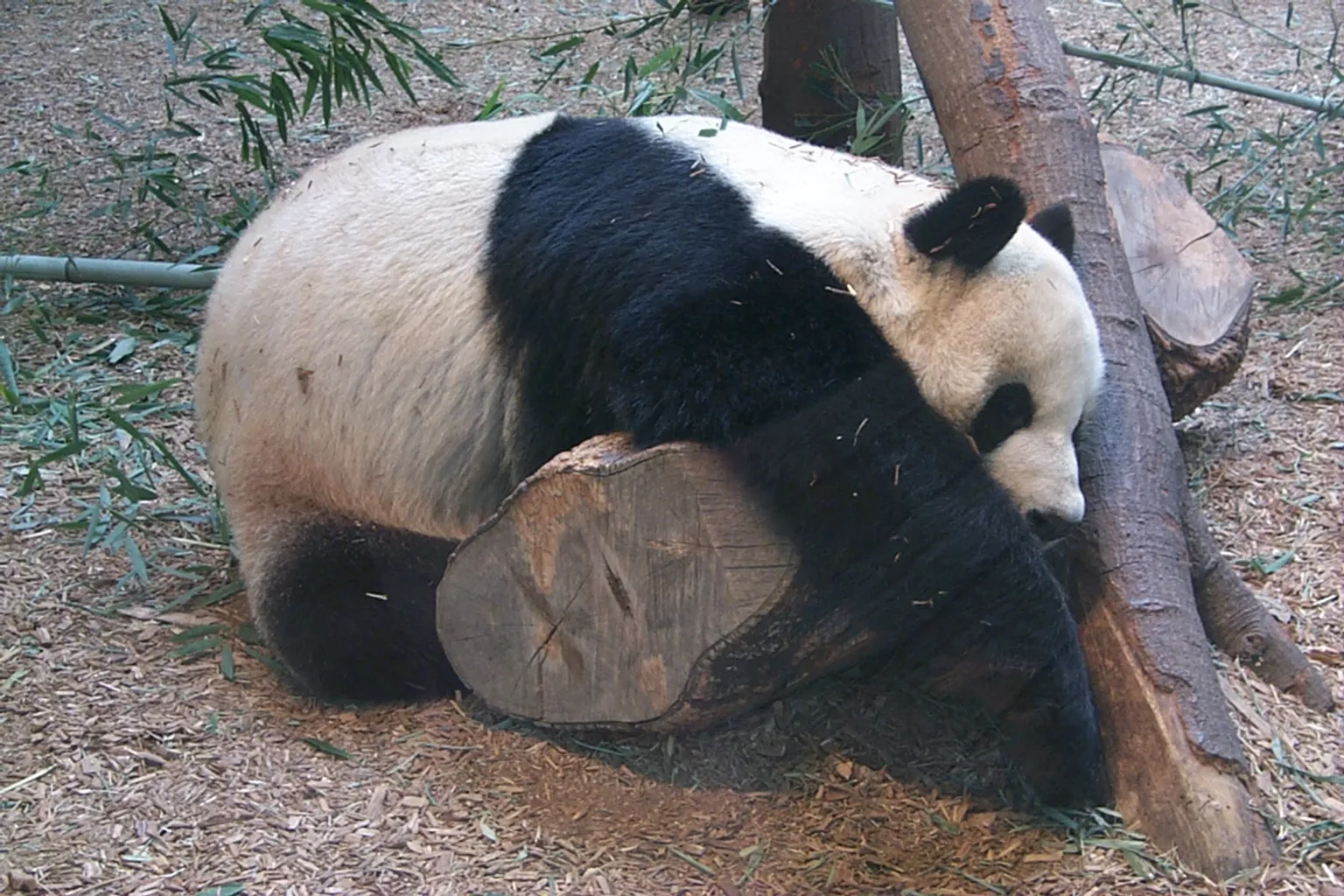 Zoo Atlanta Tickets: Welche Optionen lohnen sich wirklich?